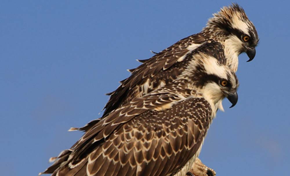 page falco