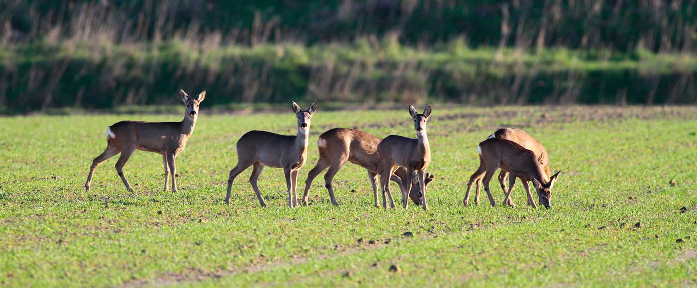 parco maremma testa