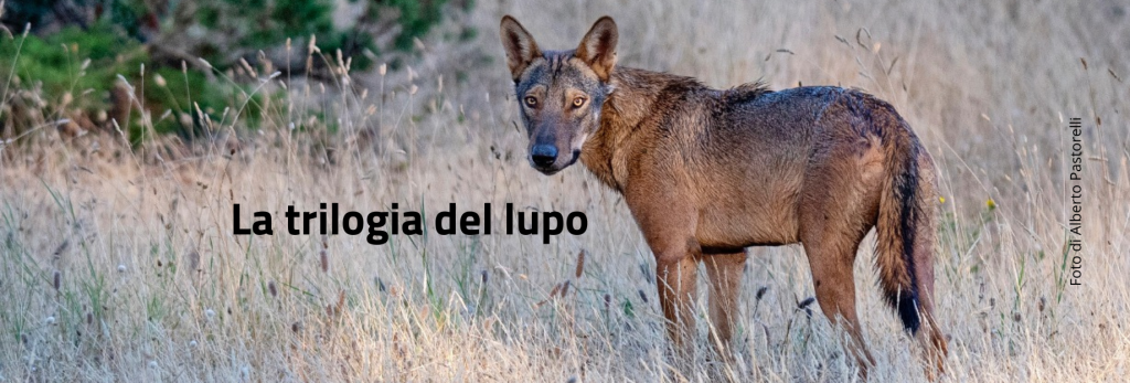 lupo